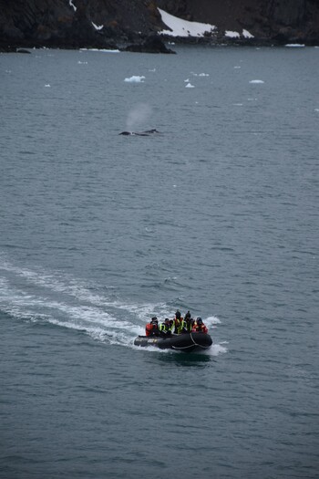 Embarcación regresando a buque con ballenas en el fondo durante apertura de las bases