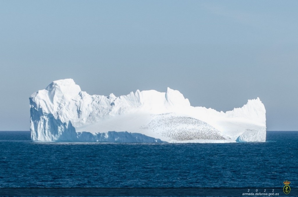Iceberg con colonia de pingüinos visto durante la tarde de hoy.