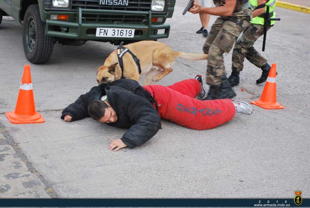 Ejercicio de detención de un sospechoso con el empleo de perros de servicio de defensa